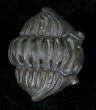 Enrolled Flexicalymene Trilobite From Ohio #20968-1